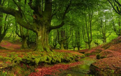 ¿Por qué son especiales los bosques?