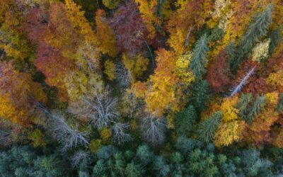 Plantar un Bosque con especies Autóctonas NO es SUFICIENTE